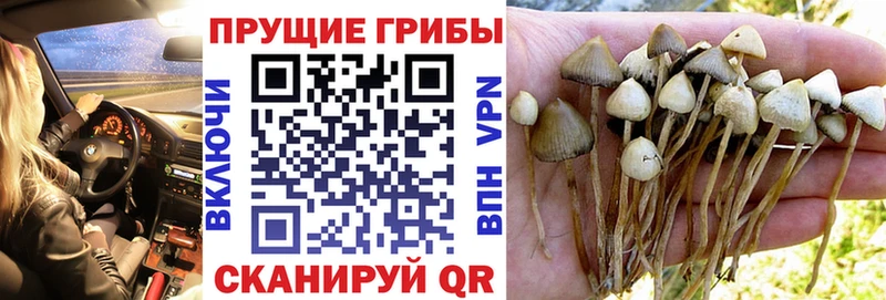 Купить где  Ставрополь  Галлюциногенные грибы прущие грибы 